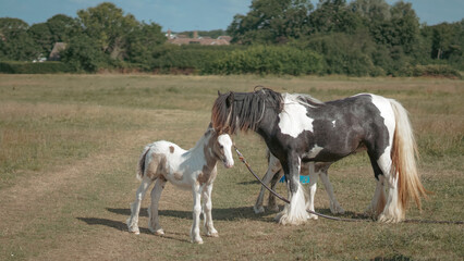 Young horses developing naturally on green field with bright summer light