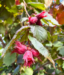 Purple hazels with hazelnuts, corylus maxima purpurea. Closeup.