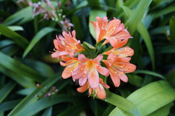 Clivia miniata, the Natal lily or bush lily, is a species of flowering plant in the genus...