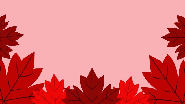animated frame of red maple leaves gently forming on a white background. This looping motion graphic is perfect for Canada Day or autumn video projects