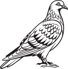 Fototapeta premium dove on white background