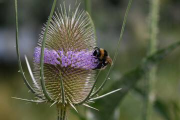 bumblebees collect nectar from thorns