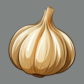 Single bulb of garlic illustration isolated on gray background