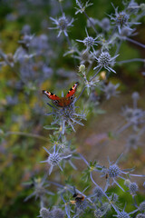 butterfly and other insects collect nectar from thorns