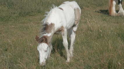 Obraz premium Horse family living peacefully with foals in calm summer surroundings
