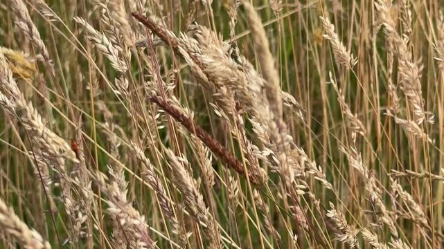 wheat grass blowing in the wind