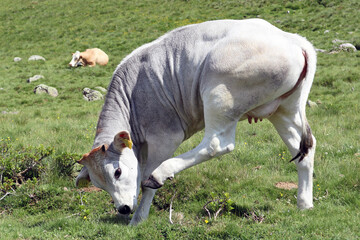 Obraz premium Drollige Kuh