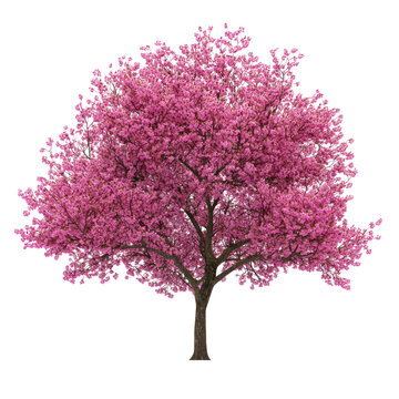  Western Redbud Tree (Cercis occidentalis) &ndash; Vibrant blooming redbud tree with pink flowers on transparent background