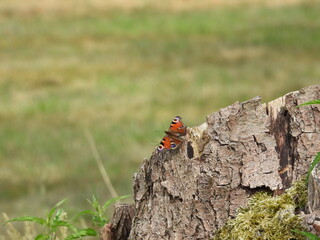 motyl siedzący na drzewie 