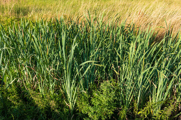 Fototapeta premium Dense cattail reeds growing in a sunny wetland area, surrounded by wild greenery and tall dry grasses in the background.