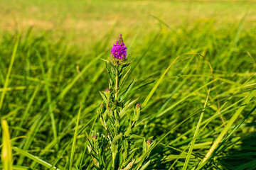 Purple flower of Lythrum salicaria (purple loosestrife) growing in green grass on a sunny summer...
