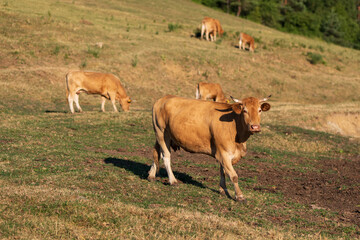 Group of Limousin cows grazing on a dry pasture in summer. Central cow looking at camera. Rural...