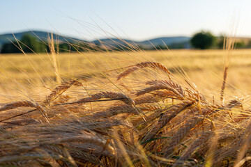 Golden barley field (Hordeum vulgare) before harvest during summer sunset. Ripe cereal crops sway...