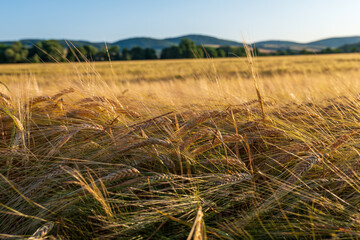 Golden barley field (Hordeum vulgare) before harvest during summer sunset. Ripe cereal crops sway...