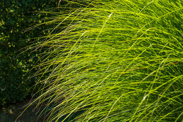 Close-up of ornamental grass Miscanthus sinensis in sunlight. Lush green foliage used in...