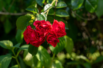 Cluster of red roses in summer sunlight with slightly wilted petals. Symbol of beauty and transience during hot, dry days in the garden.
