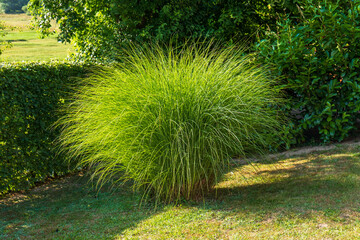Ornamental grass Miscanthus sinensis growing in a summer garden. Tall green plant used for...