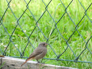kopciuszek zwyczajny siedzący blisko płotu