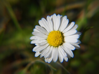 Obraz premium stokrotka jako popularny biały kwiat występujący na trawnikach i łąkach