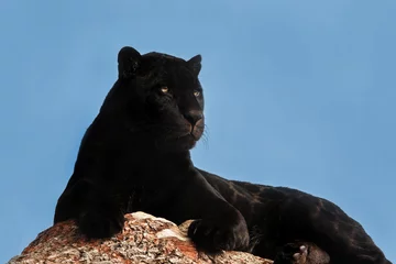 Fototapeten Panther Portrait of a Black (or Melanistic) Jaguar  © Richard C Palmer
