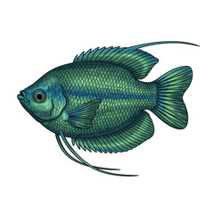 Detailed illustration of a vibrant green gourami fish, showcasing its scales and fins against a white background.