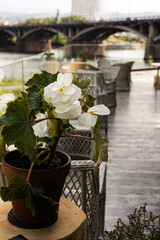 A white potted begonia flower on wooden table on outdoor terrace of a restaurant overlooking a...