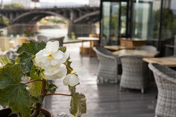 A white begonia flower decorates a cozy outdoor terrace overlooking an iconic bridge, creating a peaceful and inviting atmosphere. Plants interior design