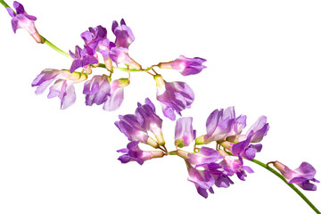Purple wildflower, mouse pea (Vicia cracca) isolated on transparent background.