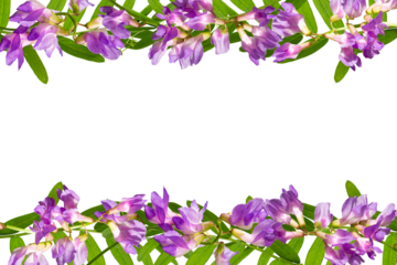 Floral frame with purple flowers. Isolation on transparent background. Copy space