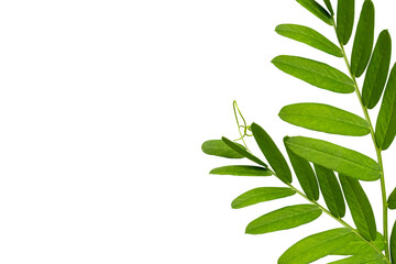 Green branch of plant. Isolated on transparent background. Copy space.