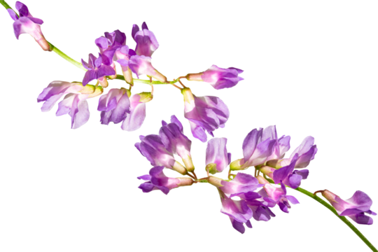 Purple wildflower, mouse pea (Vicia cracca) isolated on transparent background.