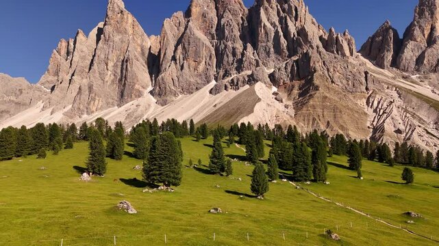 Majestic aerial view of the Italian Dolomites with sharp peaks rising above lush green fir forests in summer sunlight. Stunning natural scenery of South Tyrol and Trentino mountains