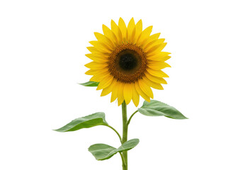 A single bright yellow sunflower with green leaves isolated on transparent background