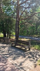 Empty park benches surrounded by tall trees and dappled sunlight on a quiet paved pathway