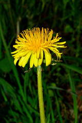 The flower of Taraxacum campylodes offers extraordinary properties as a medicinal plant