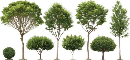 Realistic green trees and bush set, assorted deciduous tree collection, isolated garden plants for landscaping, park design, urban greenery, natural forest elements illustration