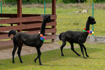 Alpaka Lama Alpaki imprezujące © Maciej