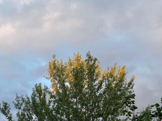 Tree Tops in Golden Hour Light Against Cloudy Sky
