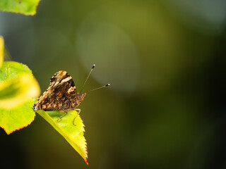 Red Admiral butterfly with closed wings on yellow leaves
