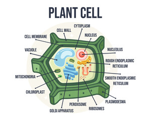 Labeled Flat Vector Illustration of Plant Cell Structure – Educational Biology Diagram for Learning Resources, School Posters, Classroom Infographics, Botanical Science Visuals, and E-Learning Content