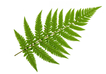 Vibrant green fern frond with detailed pinnules isolated on transparent background