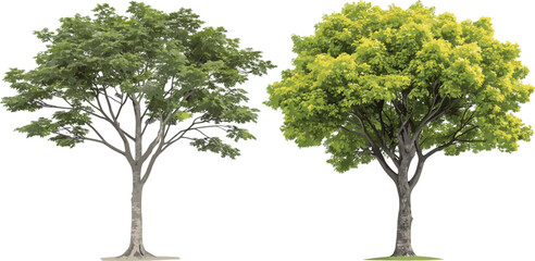 Two realistic leafy trees, isolated vector illustration, summer and spring foliage, detailed green forest elements, natural landscape botanical design clipart © Lotus