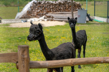 Alpaka Lama Alpaki imprezujące © Maciej