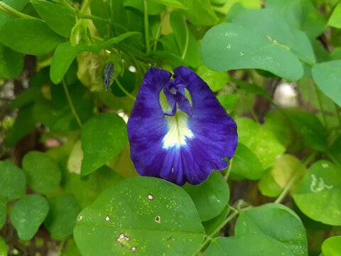 Telang ternate (Clitoria ternatea) flower in the garden. Commonly known as Asian pigeonwings, bluebellvine, blue pea, butterfly pea, cordofan pea, or Darwin pea, Aparajita.