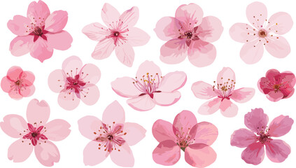 Set of pink cherry blossom flowers, realistic floral clipart, spring flower elements, botanical bloom collection, isolated sakura illustrations for design