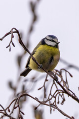 Blue Tit (Cyanistes caeruleus), common across Europe, spotted in Phoenix Park, Dublin.