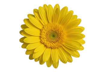 Fototapeta premium Vibrant yellow gerbera daisy flower isolated on transparent background