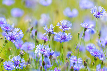 blooming blue cornflowers in a field on sunny day