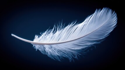Obraz premium Delicate white feather against dark