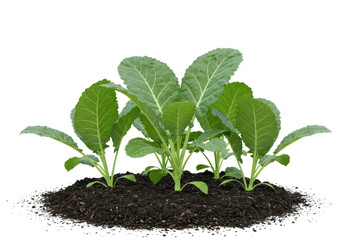 Isolated Young Cabbage Plants in Rich Soil